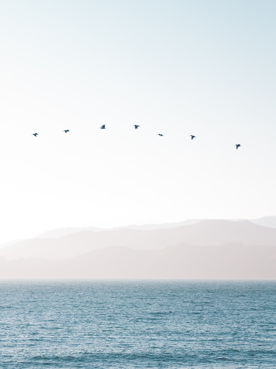 Photo by Richard Lee bird flying above water under white sky during daytime photo